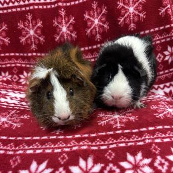 Rescue Guinea Pig Guinea Pigs for Adoption in Quakertown, Pennsylvania - Glorg Bonded To Oreo | PetCurious